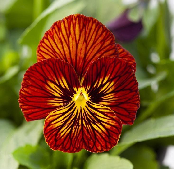 Viola Sorbet Tiger eye Red (183)